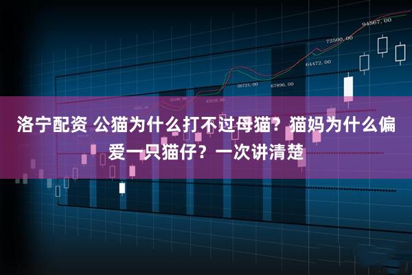 洛宁配资 公猫为什么打不过母猫？猫妈为什么偏爱一只猫仔？一次讲清楚